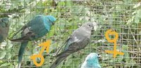   Perruches croupions  
