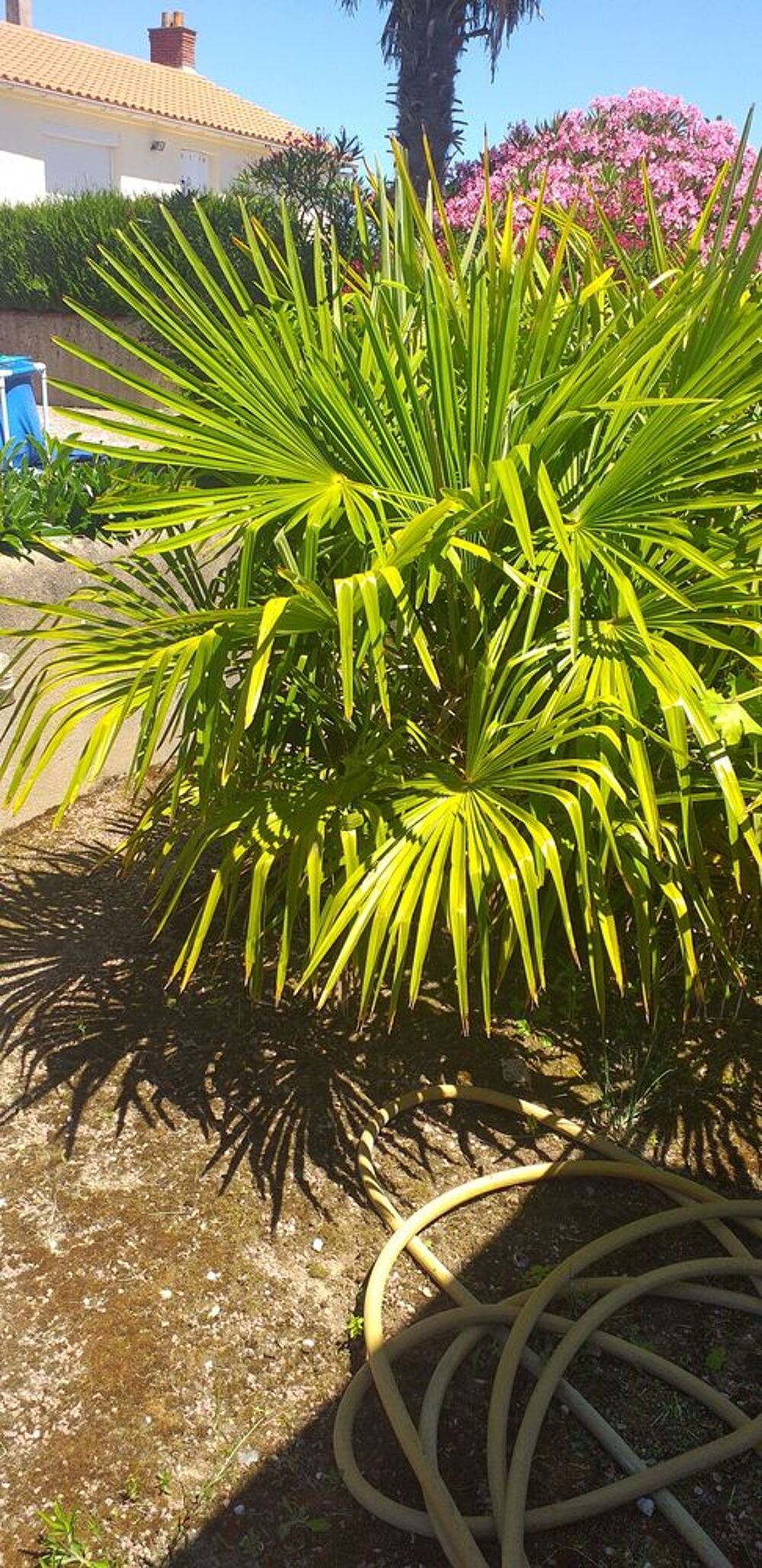 Palmiers 
Jardin