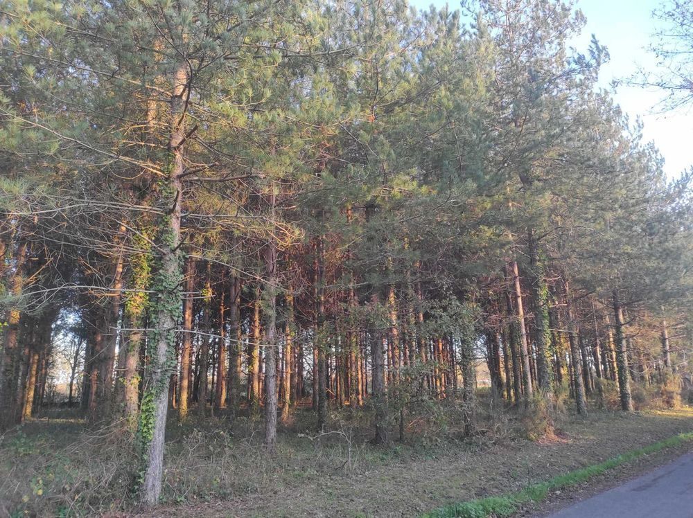 Vente Terrain Sapinière de 5020m² Saint-urbain