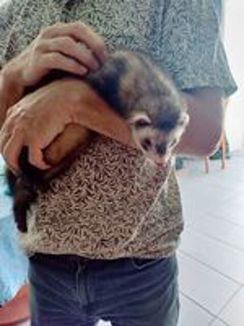   furet de 6 mois 