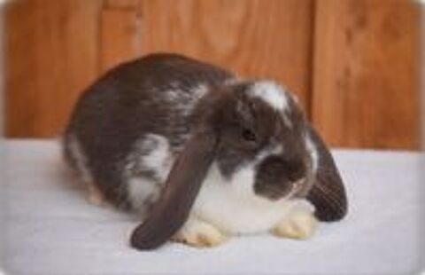   Lapins Nains Béliers  