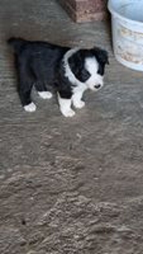   2 chiots croisés berger australien border collie 