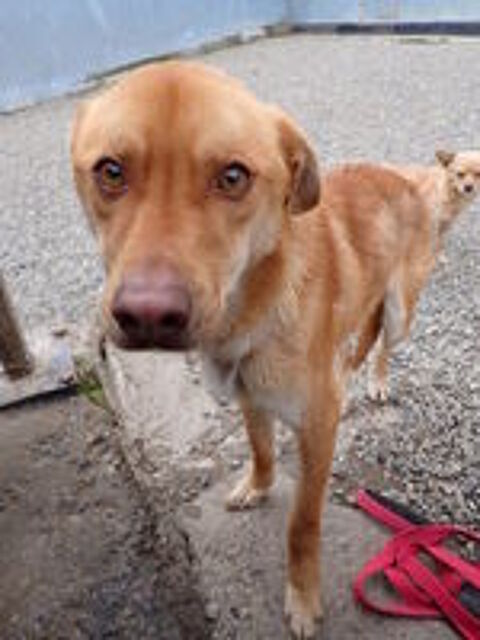   Silco à l'adoption 