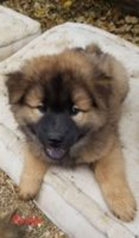   3 CHIOTS EURASIER NES AU PIED DE LA MONTAGNE DE CEUZE 