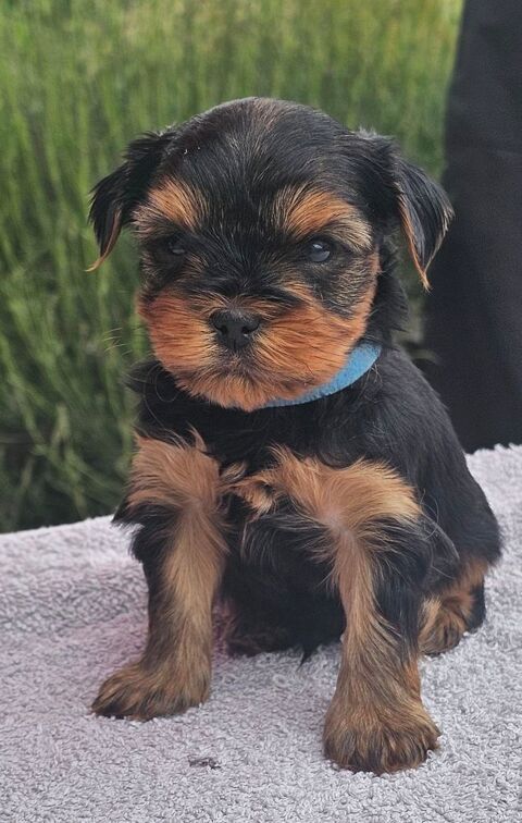 A Reserver : Yorkshire Terrier LOF : 4 m&acirc;les et 2 femelles 1500 56160 Séglien