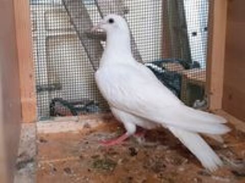   JEUNES PIGEONS TYPE VOYAGEUR BLANCS PUR 