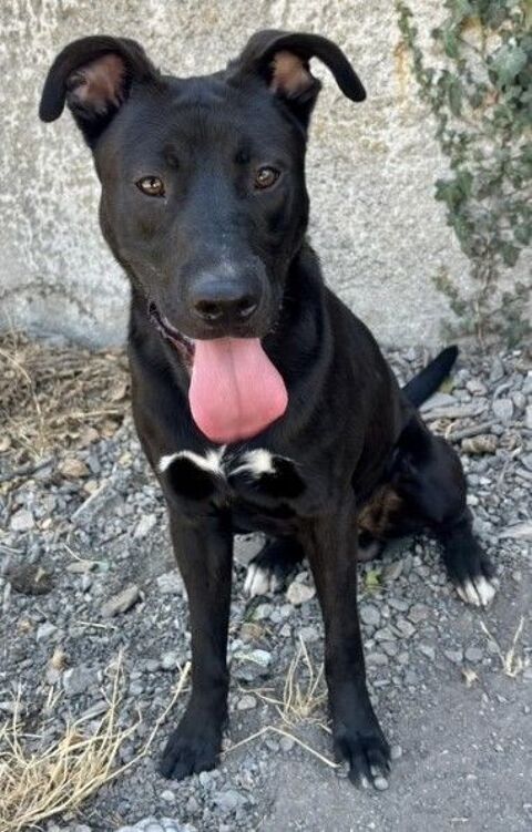 BRAVO, chiot crois&eacute; labrador 9 mois 220 34500 Béziers