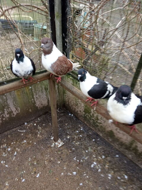 pigeons strasser et strasser de moravie. 20 18100 Vierzon