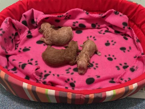 Caniches fauve orang&eacute; 1500 38150 Vernioz