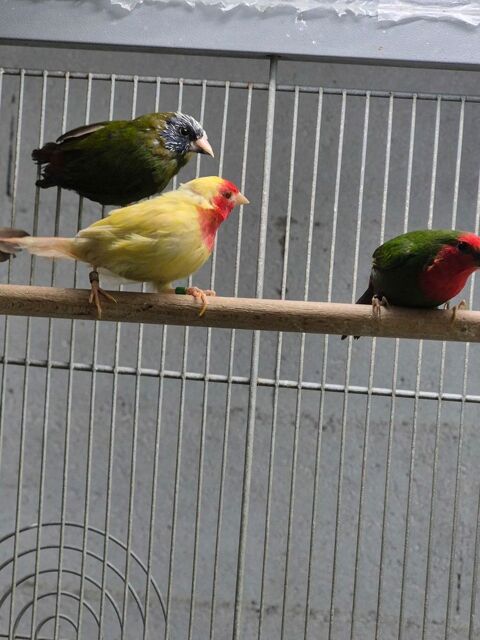 Pape de noum&eacute;a 60 45000 Orl�ans