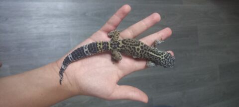 Gecko 30 92230 Gennevilliers