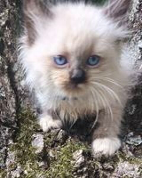   Chaton sibérien LOOF  