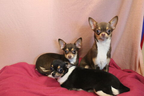 Chiots chihuahua poils courts femelle 550 18140 Prcy