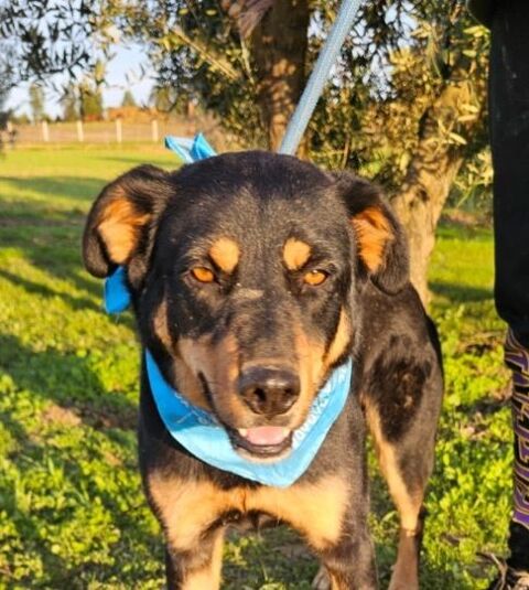 YORI 320 27620 Gasny