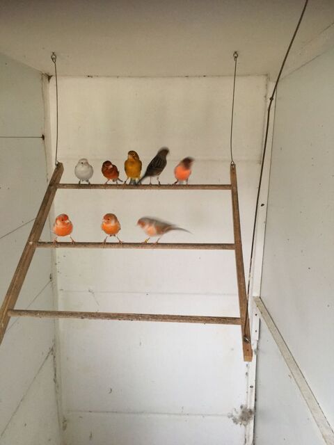 canaris 20 93190 Livry-gargan