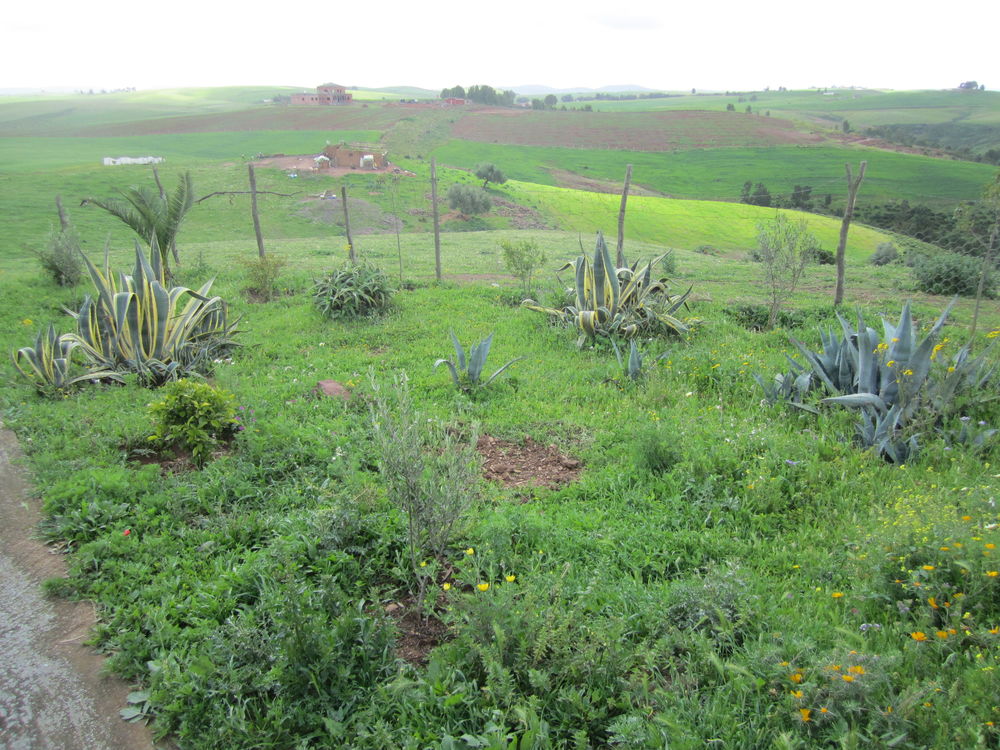 Vente Ferme une Ferme à Sidi Bettache au Maroc, Sidi bettache, maroc (Maroc)
