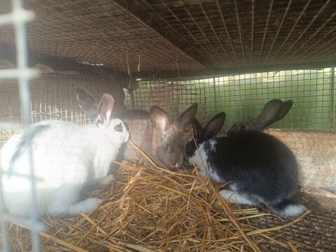 Lapins  13 32150 Cazaubon