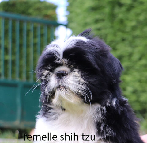 Chiot femelle shih tzu 1000 53220 Larchamp