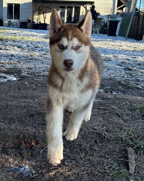 Chiots husky LOF 1100 44410 Herbignac