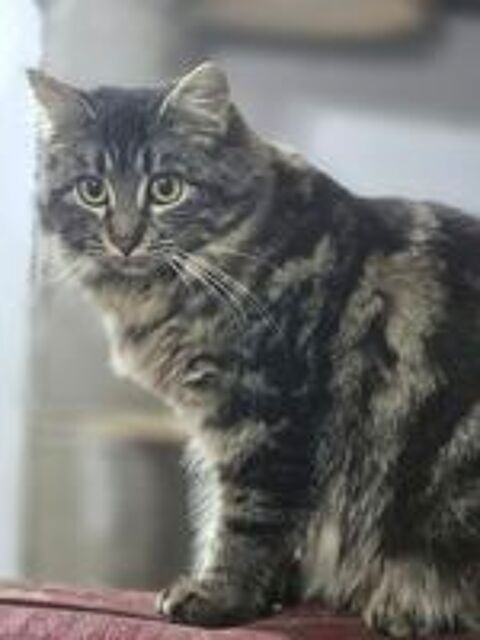   ACHILLE 