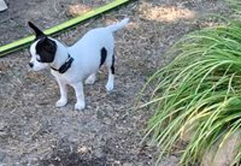   Chiot femelle chihuahua pure race 