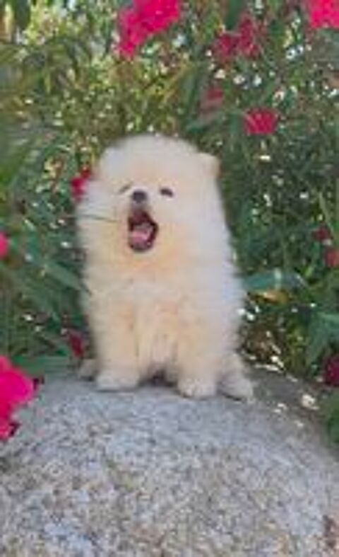   Spitz nain , loulou de pomeranie 