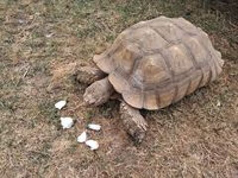   Couple Centrochelys Sulcata adulte né en 2005 