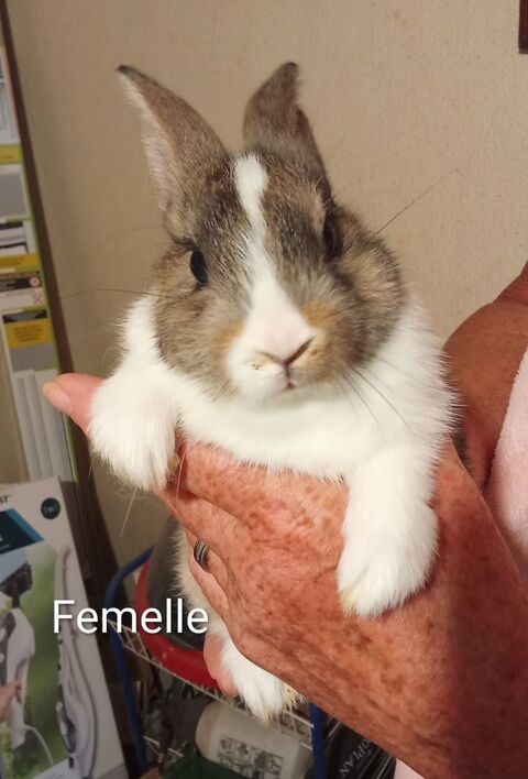 B&eacute;b&eacute; lapin femelle 85140 25 85140 Les essarts