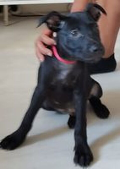   Fuego, 2 mois, cherche ses adoptants  