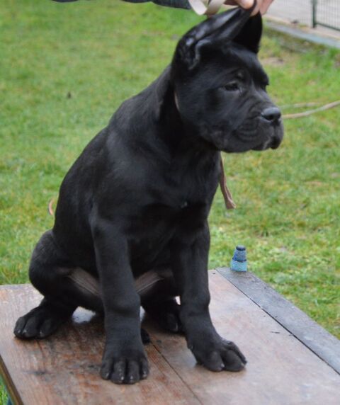 CANA CORSO LOF 1400 45480 Autruy-sur-juine