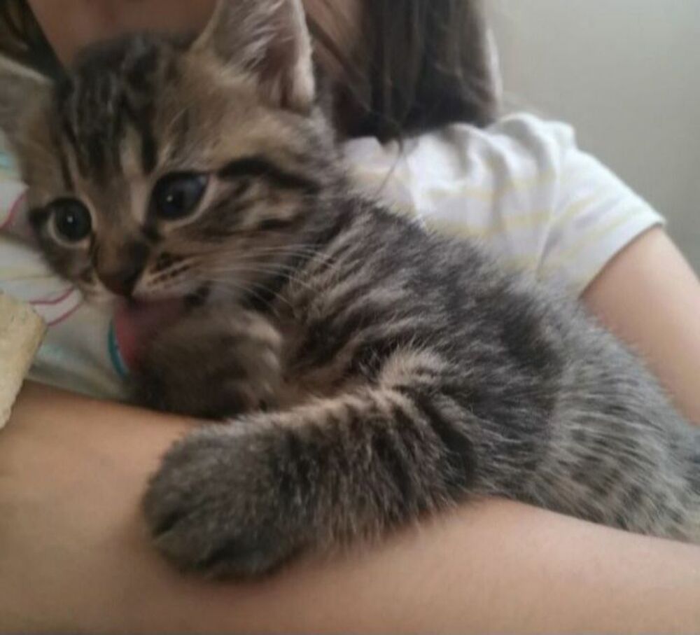   Chatons disponibles de suite 