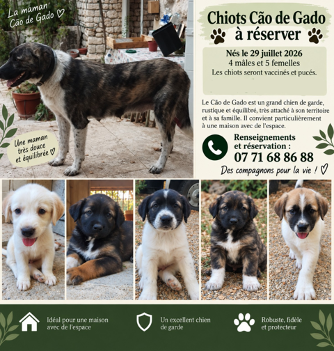 &Agrave; r&eacute;server / disponibles, beaux chiots de type C&atilde;o de Gado  0 84740 Velleron