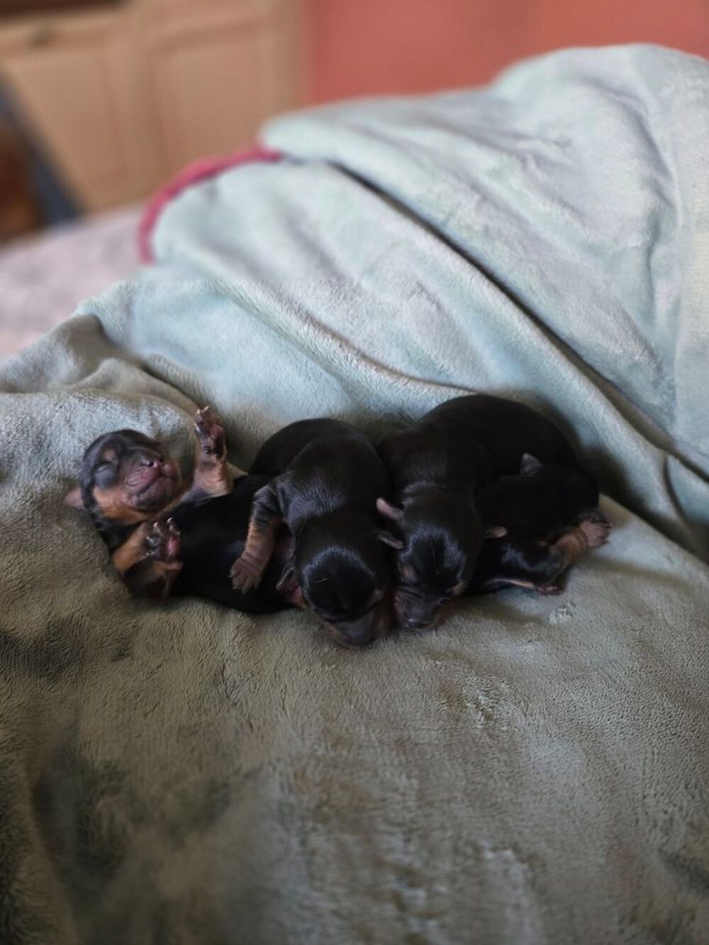   CHIOT YORSHIRE TERRIER 