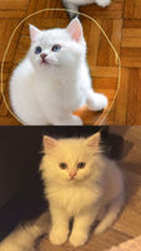   Adorables chatons persan disponible  