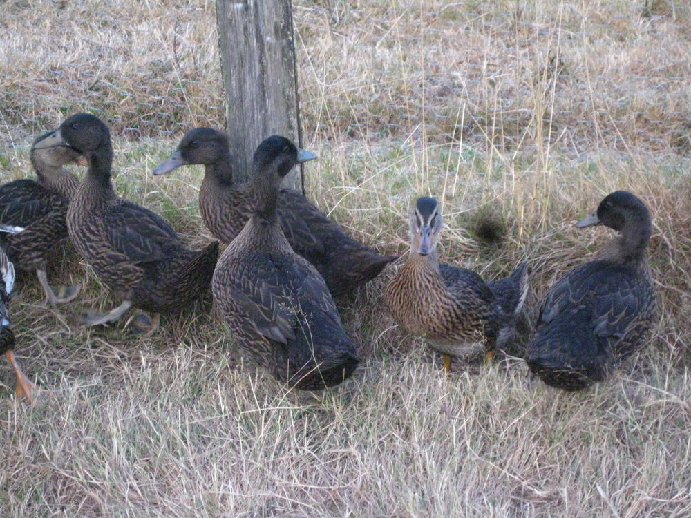    canards colverts de 5 mois 