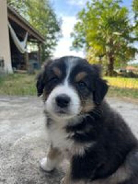   Chiot berger australien loft  