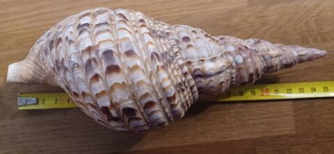 Coquillage Triton (Charonia Tritonis) 25 cm 45 Laruscade (33)