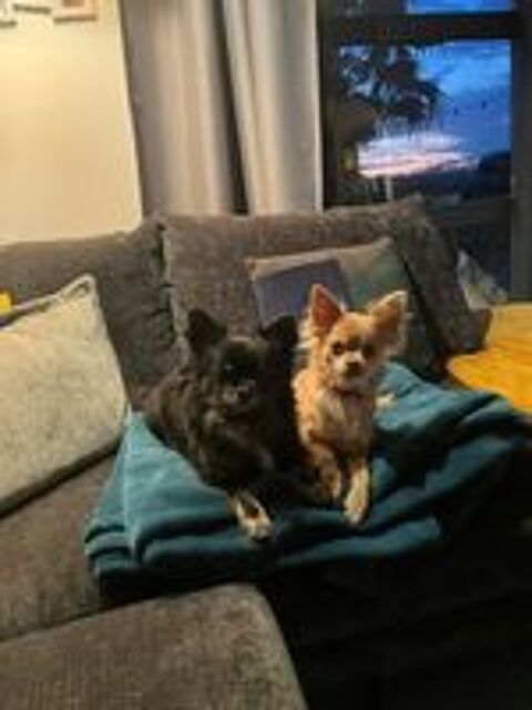   À réserver : Chiots de type Chihuahua à poils longs (Non LOF 