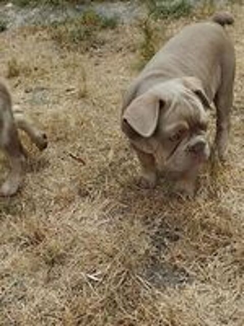   Magnifique bouledogue  