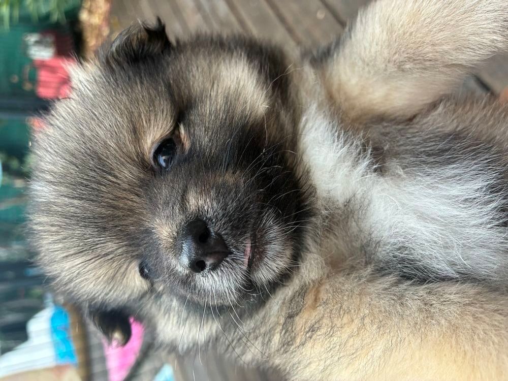   5 magnifiques Spitz nains 