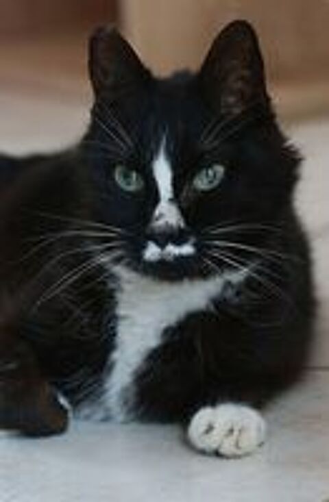   Igor gentil chat senior 10 ans calme et affectueux 
