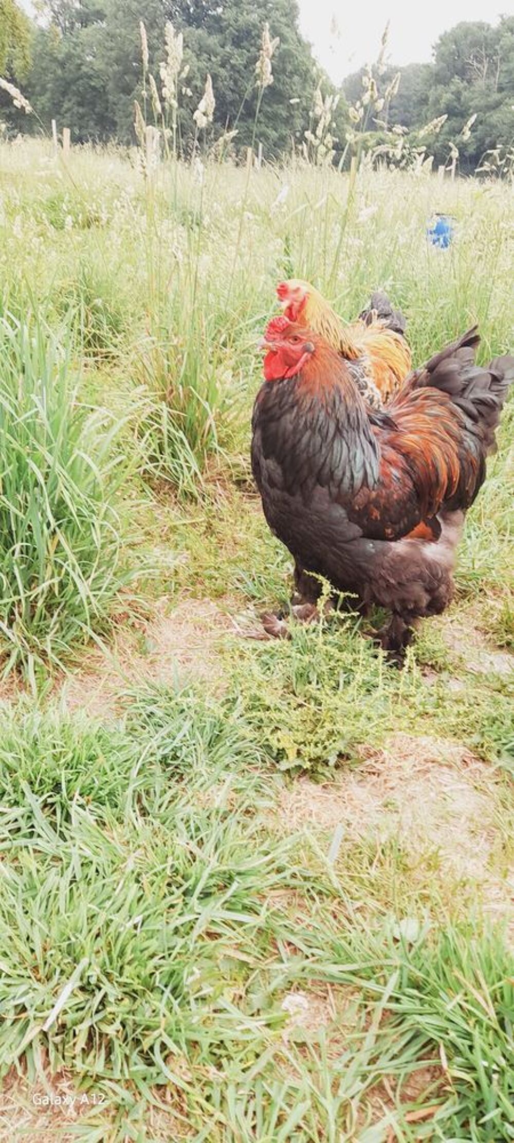coqs Brahma Jardin