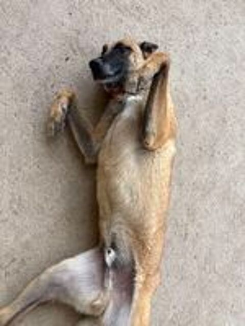   Berger Belge Malinois LOF  