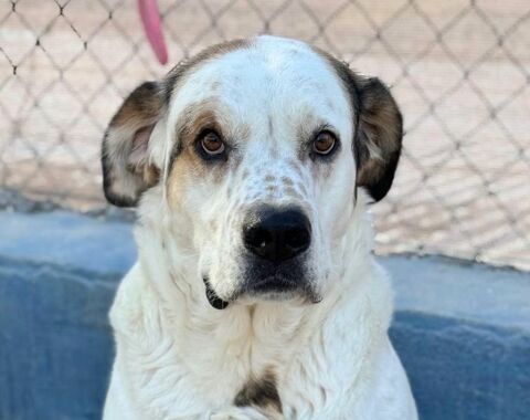 MAYA 320 27620 Gasny