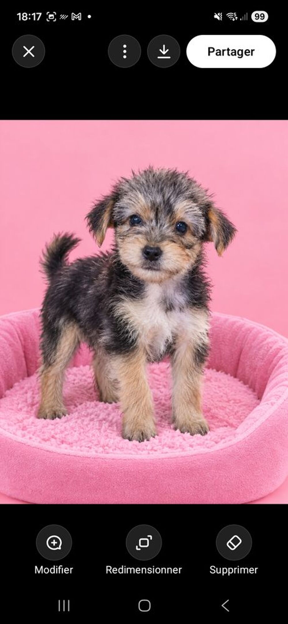   Chiots type yorkshire femelle  