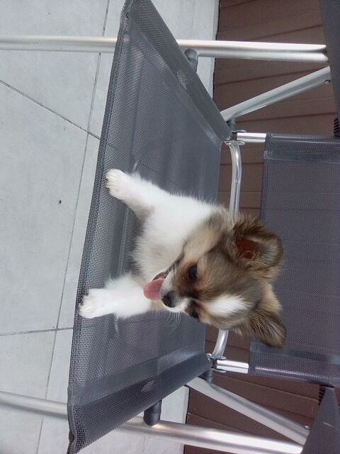 Donne contre bon soins Uggy  3 ans a personne disponible 0 33720 Illats