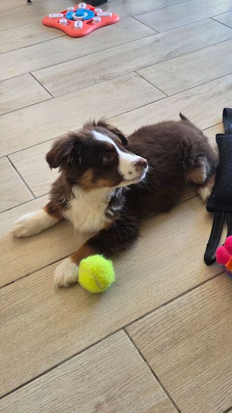 berger australien disponibles  580 78660 Ablis