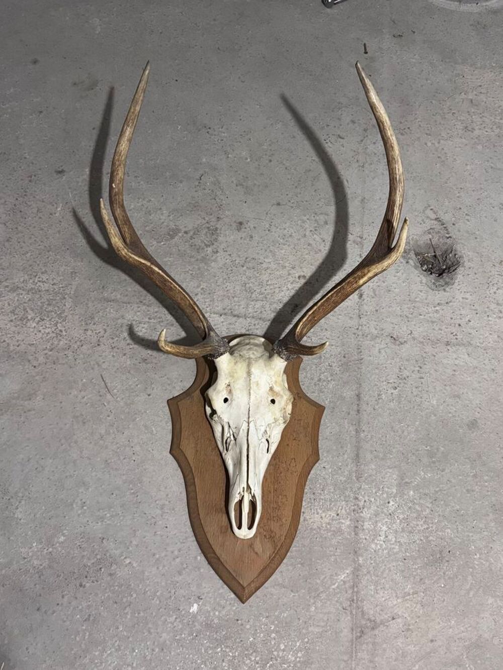 t&ecirc;te de cerf v&eacute;ritable Décoration