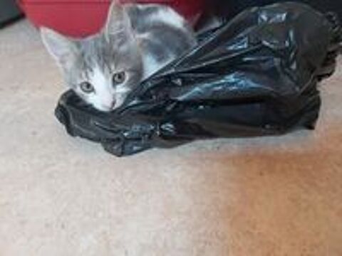   Taz, chaton  conqurir !!! 