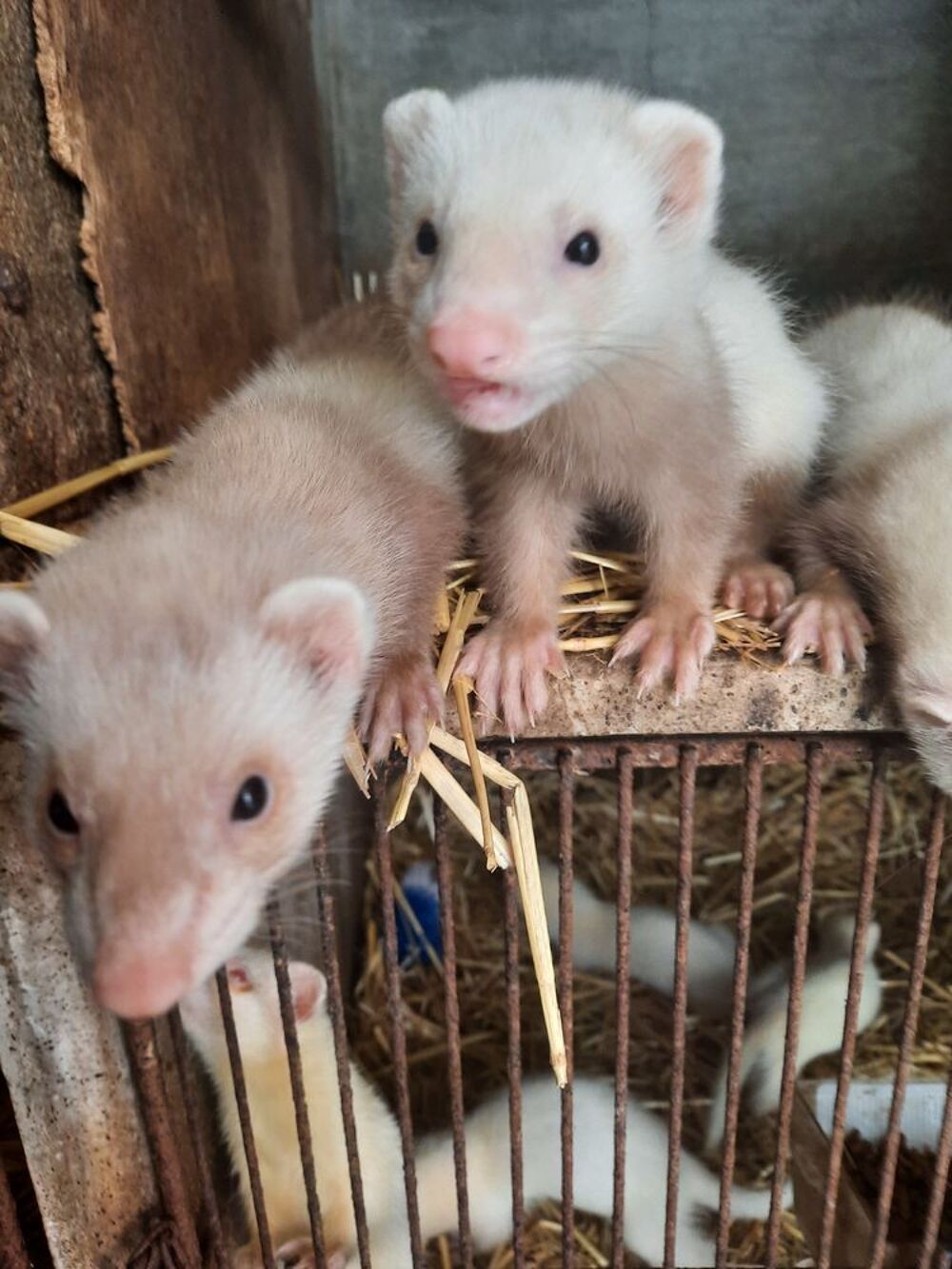   Furet Champagne et albinos 
